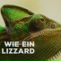 Lazy Lizzard Gang