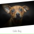 Dog Chill Out Music