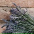 Kamakura Lettuce