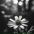 Solus Vir