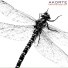 Akorte