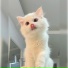 shywi
