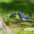 Springtime Birds