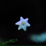 Linhold