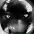 TangBadVoice