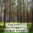 JAMESSINTESIS