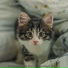 выдающийся Музыка для кошек