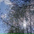 MaestroDym