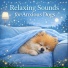 Dog Sleep Lab