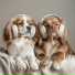 The Dog Relaxer, Everlight, XLX Library