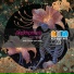 Depth Phunk