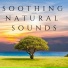 The Healing Project, Schola Camerata