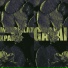 Maxrellax, Xpand