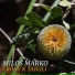 Miloš Marko