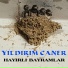 Yıldırım Caner