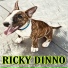 RICKY DINNO
