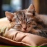 Cats Music Zone, Calming Music, 417 Hz