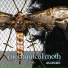 Mechanical Moth