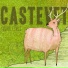 (27.07) (order: kaguraf4g) Castevet