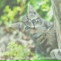 качающийся Музыка для кошек