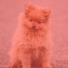 Собачья музыка обольщение