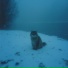 wintercat