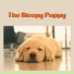 Sleep Dog