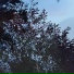 MOONOCEAN