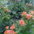 ΠΡΠΈΠΊΠ° Π’ΠΎΠ°. ΠΠΈΠΊΠΎΠ»Π°ΠΉ Π¨ΠΈΠ½ΡΠΈΠ½
