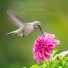 Sleepy Bird Sounds