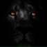 Bebold