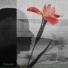 Polar Inc. & Anna-Sophia Henry