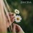 ZAYCEVA