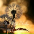 Essential Sleep Music, Alexander Grosskord