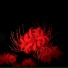 redlycor