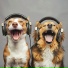Dog Relaxation, Big Ordo, Transcendental Youth