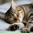 Cat Music Studio, Chillout Sounds, Early Spring