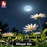 Rifaqat Ajiz