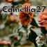 Camellia27