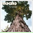 MOGNO