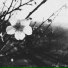 A Rose Dying In The Rain