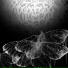 PHOTOTAXIS OF INSECTS