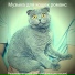 Музыка для кошек романс