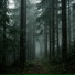 Moss & Timber