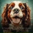 Beruhigende Musik für Hunde