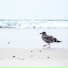 Miramar Beach