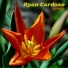 Ryan Cardoso