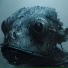 TinyToad