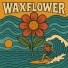 Waxflower