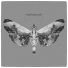 Mothsounds